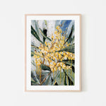 Golden Wattle 70cm x 100cm Framed Poster - Natural Frame Wall Art Gioia-Local   